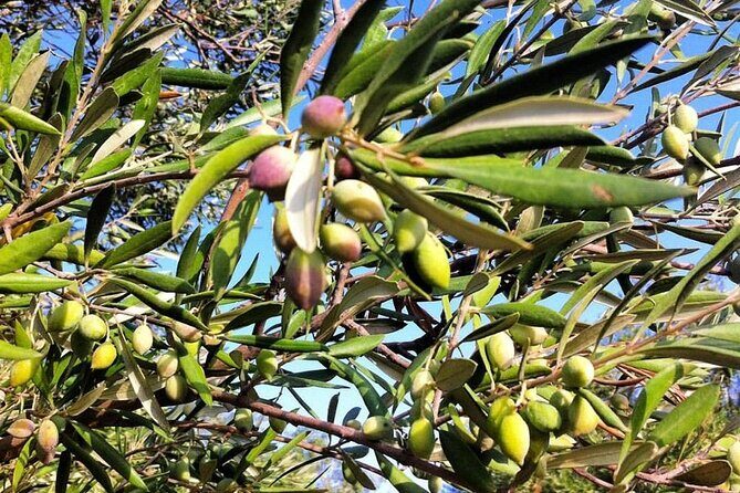 Crete: Olive Oil, Soap, Wine, Raki - Flavorful Culinary Journey - The Peza Village lunch: what included food really means on a long day