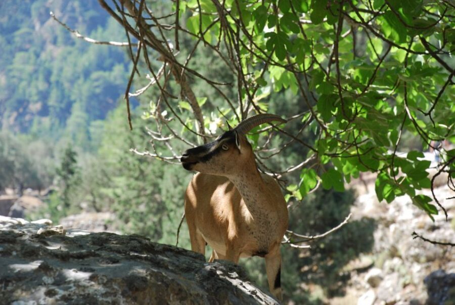 From Heraklion: Imbros Gorge and Libyan Sea Guided Day Trip - The Gorge Walk: Stenada, Mesofarango, and Xepitira Arch