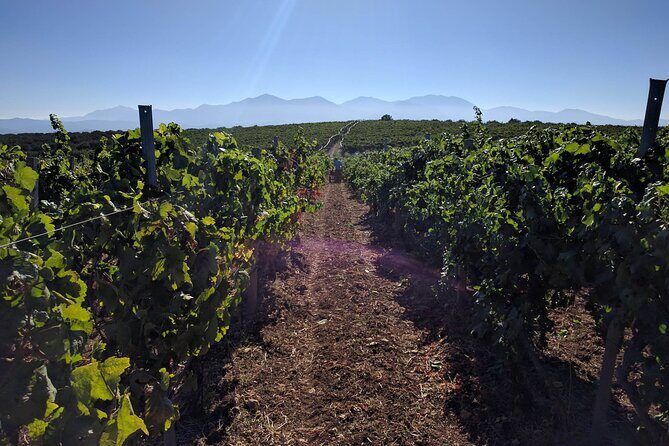 Shuttle Service - Wine Tasting & Tour @ Lyrarakis Winery - Key highlights at a glance